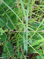 Image of Hesperantha radiata subsp. radiata