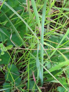 Image of Hesperantha radiata subsp. radiata