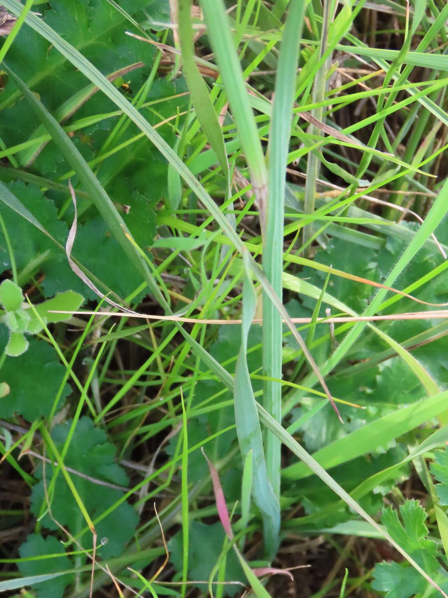 Hesperantha radiata subsp. radiata的圖片