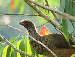 Image de Ortalide de Colombie