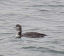 Image of loons