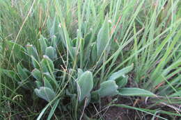 Image of Delosperma ashtonii L. Bol.