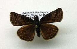 Image of Dreamy Duskywing