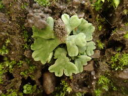 Image of Riccia glauca L.