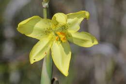 Imagem de Moraea marlothii (L. Bolus) Goldblatt