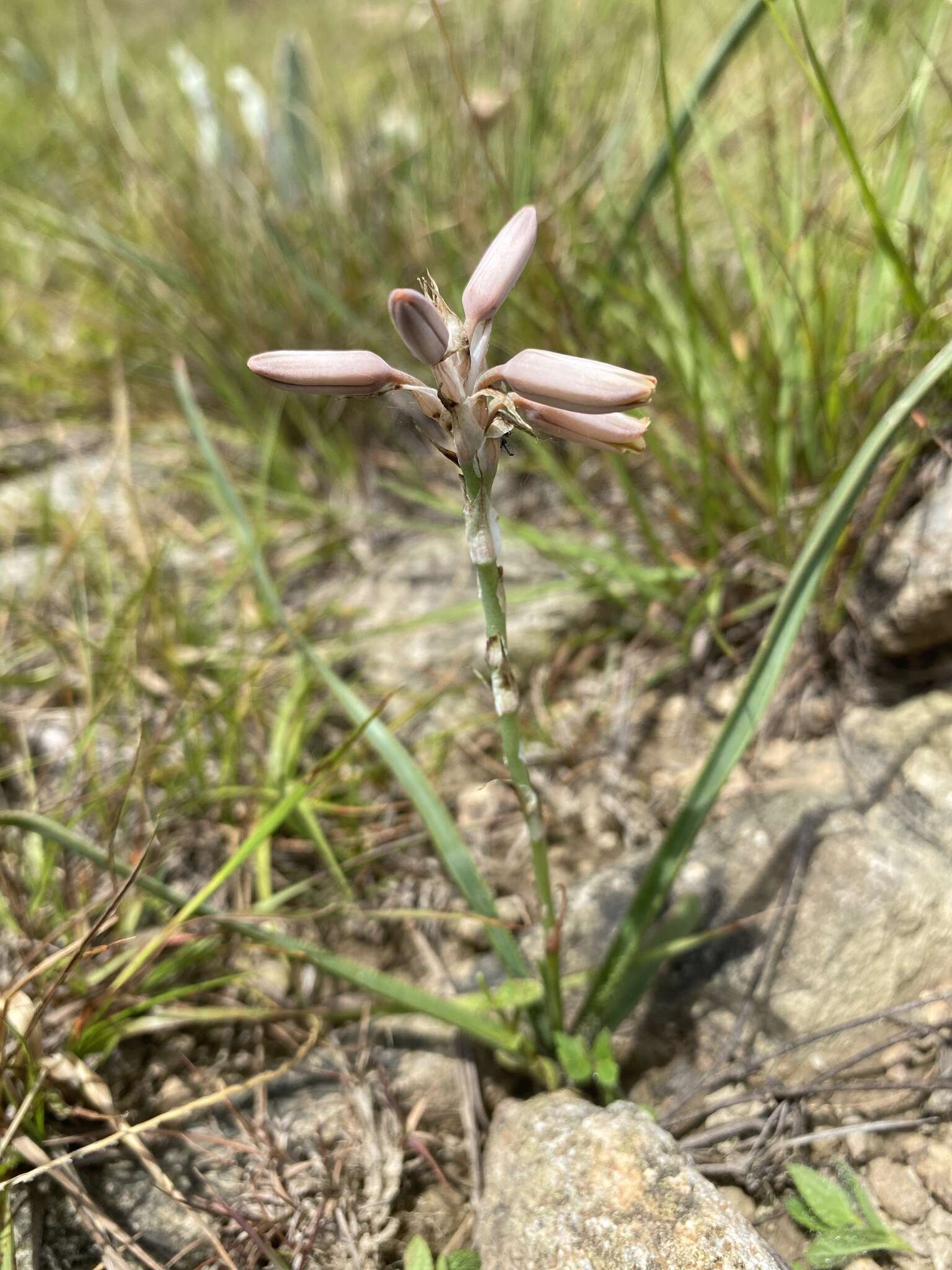 Image of Aloe minima Baker