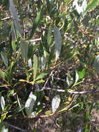 Salix lasiolepis Benth. resmi