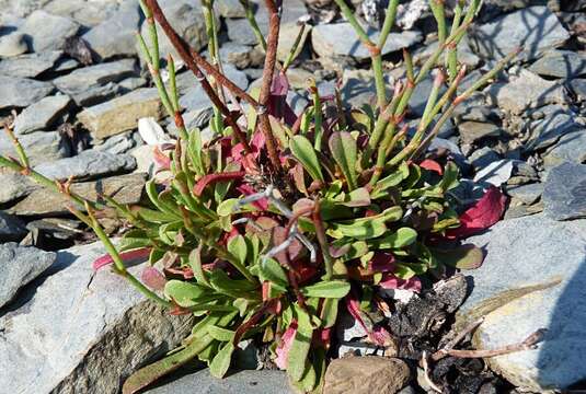 Imagem de Limonium fontqueri (Pau) L. Llorens