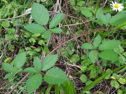 Слика од Rubus cochinchinensis Tratt.