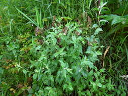 Image of Epilobium cylindricum D. Don