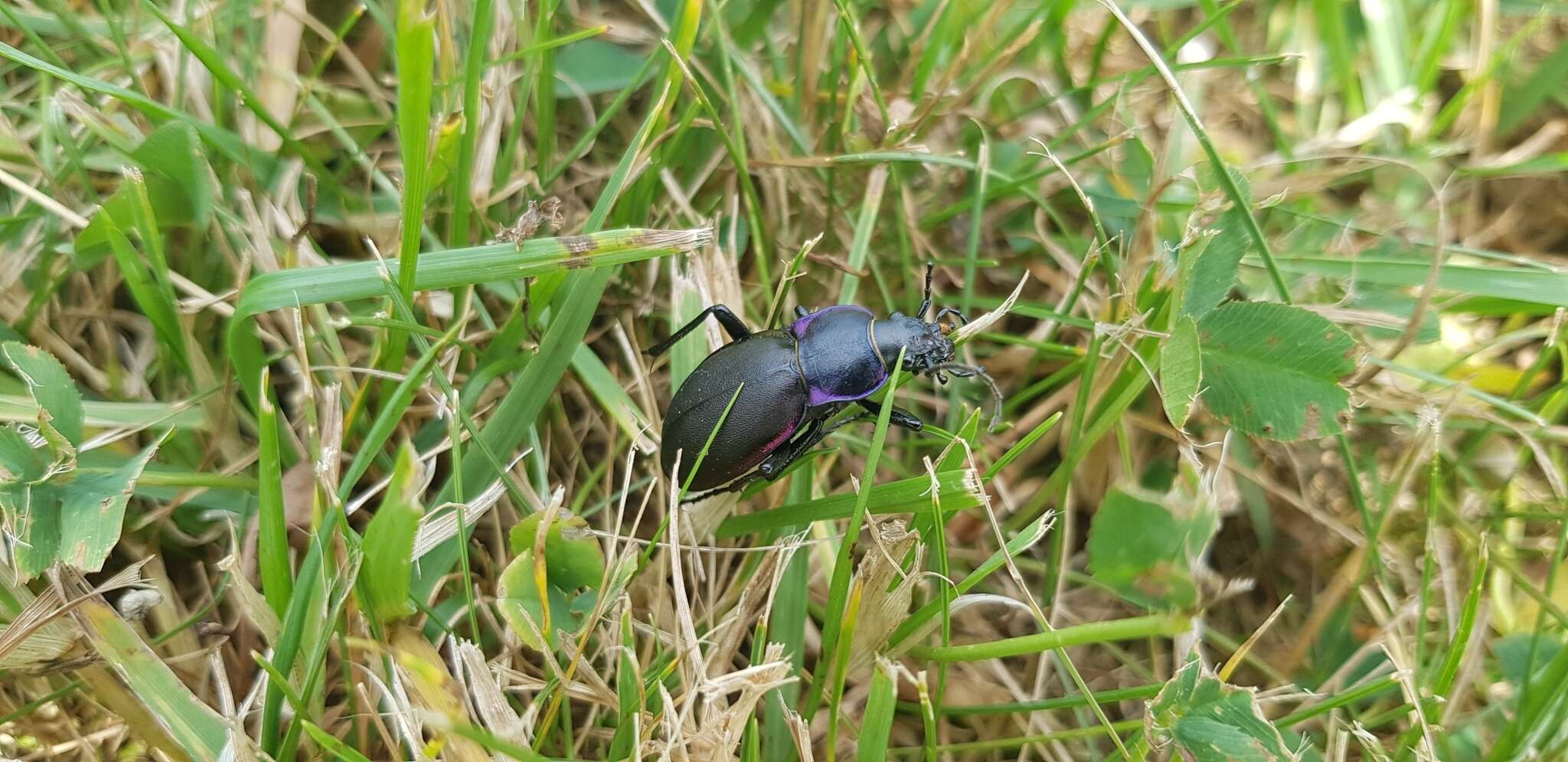 Image of Violet Ground Beetle