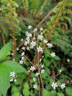 Imagem de Saxifraga hirsuta L.