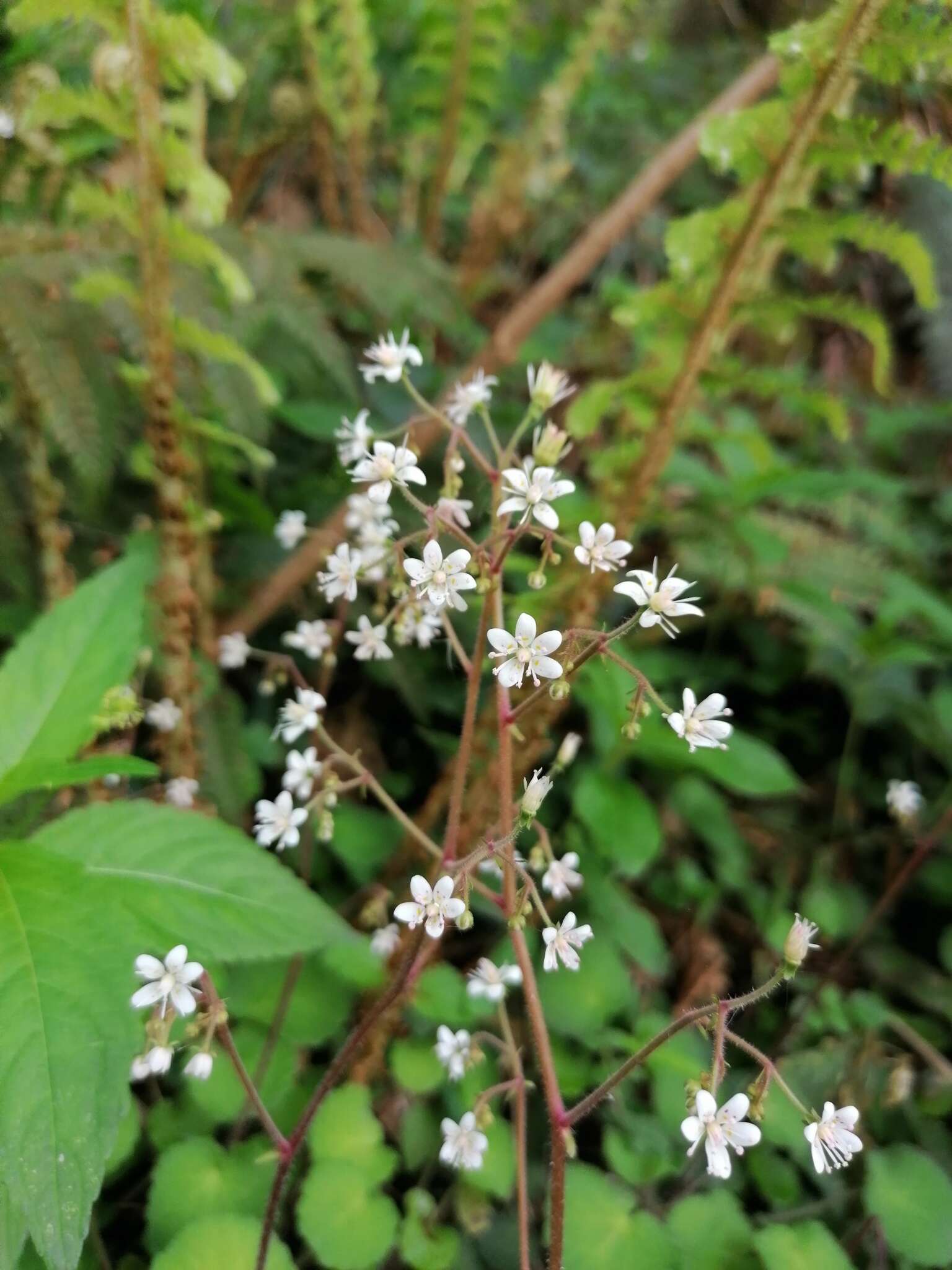 Sivun Saxifraga hirsuta L. kuva