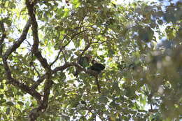 Image of Brown-necked Parrot