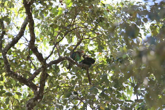 Image of Brown-necked Parrot