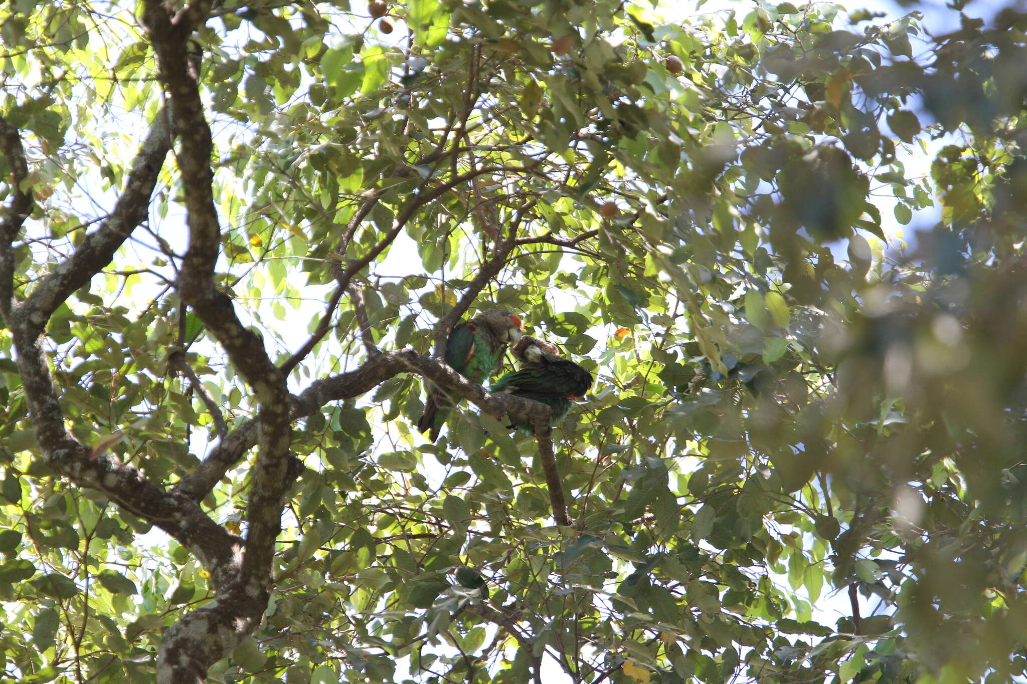 Image of Brown-necked Parrot