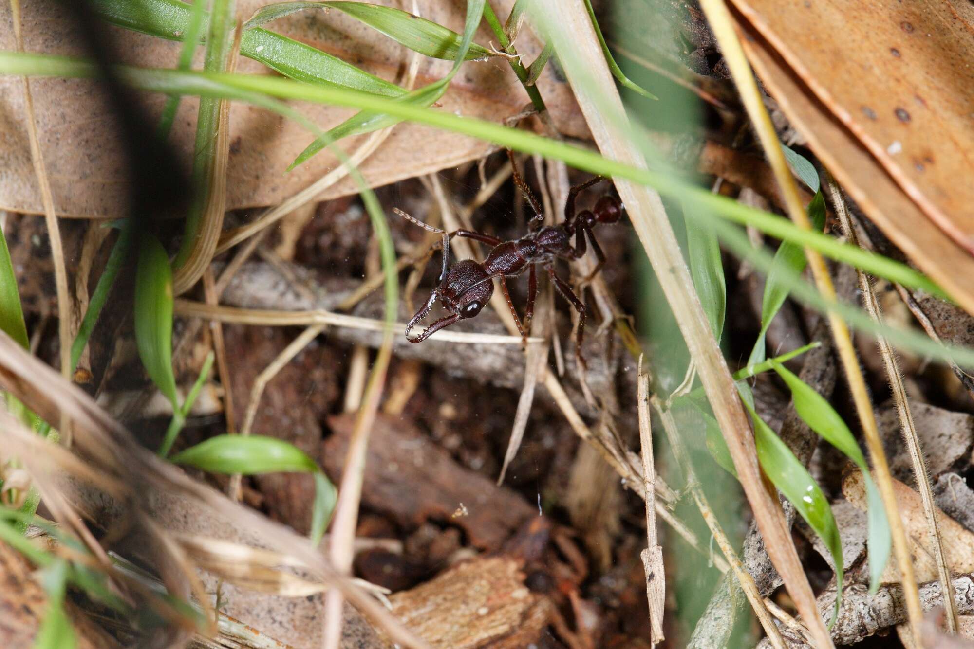 Image of Myrmecia forficata (Fabricius 1787)