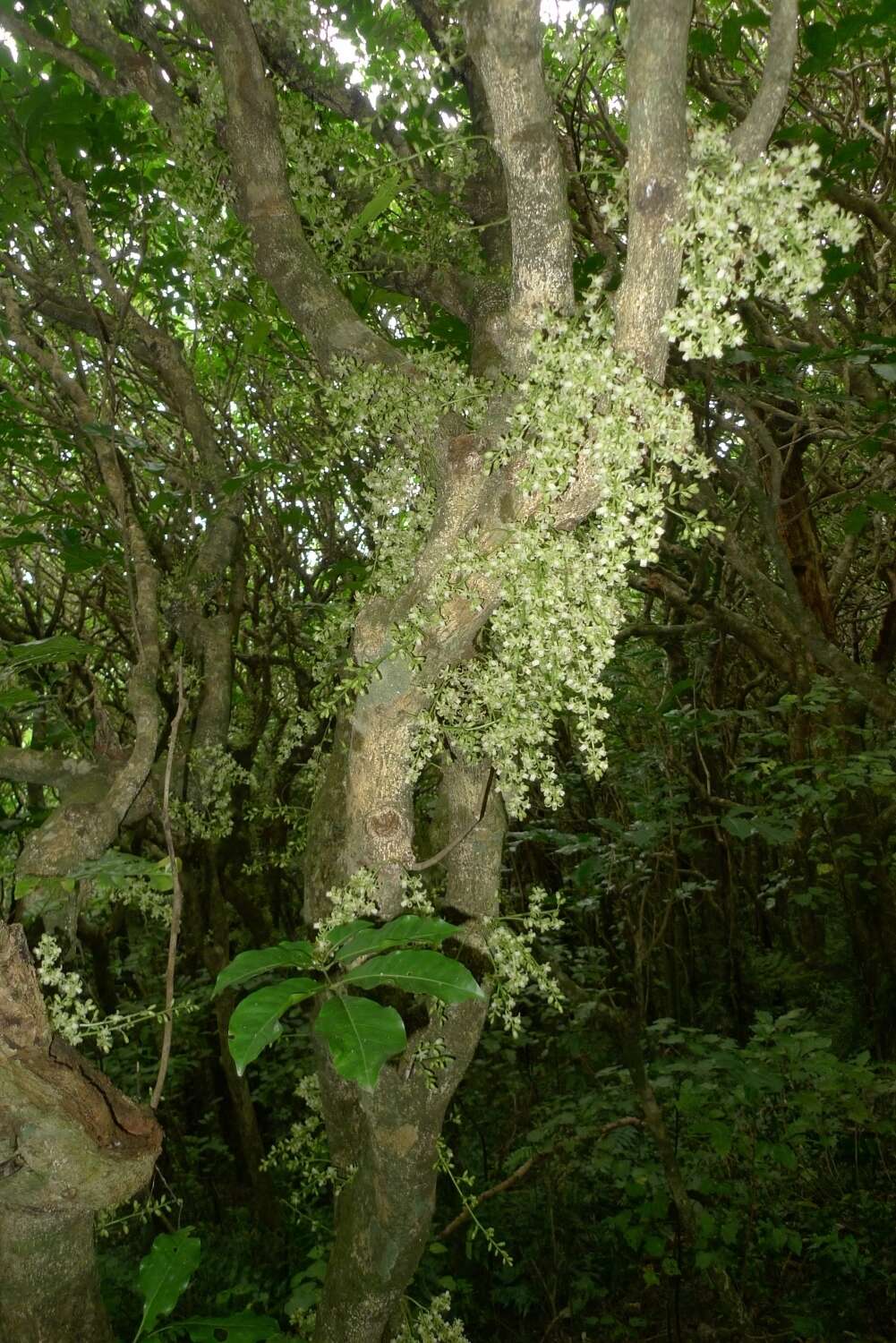 Dysoxylum spectabile (Forst. fil.) Hook. fil. resmi