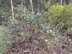 Image of Banksia oblongifolia Cav.