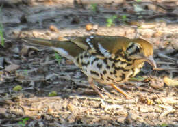 Image of Spotted Ground Thrush