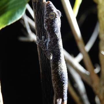 Image of Northern Spiny-tailed Gecko