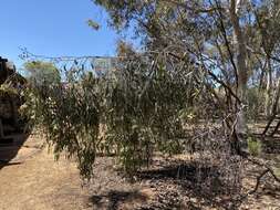 Image of Eucalyptus loxophleba subsp. lissophloia L. A. S. Johnson & K. D. Hill