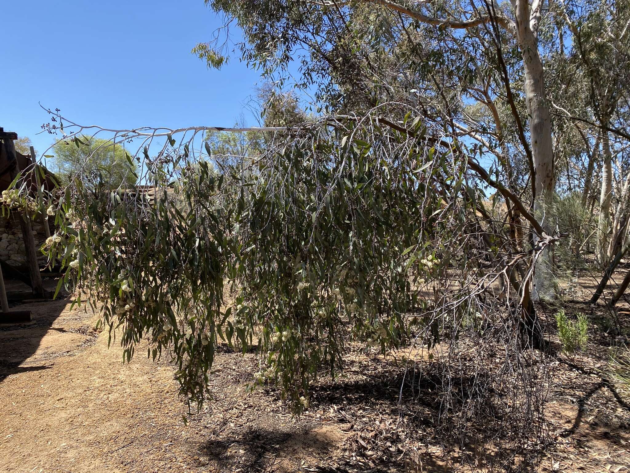 Imagem de Eucalyptus loxophleba subsp. lissophloia L. A. S. Johnson & K. D. Hill