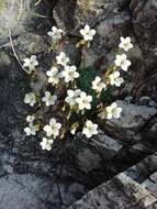 Слика од Saxifraga caesia L.