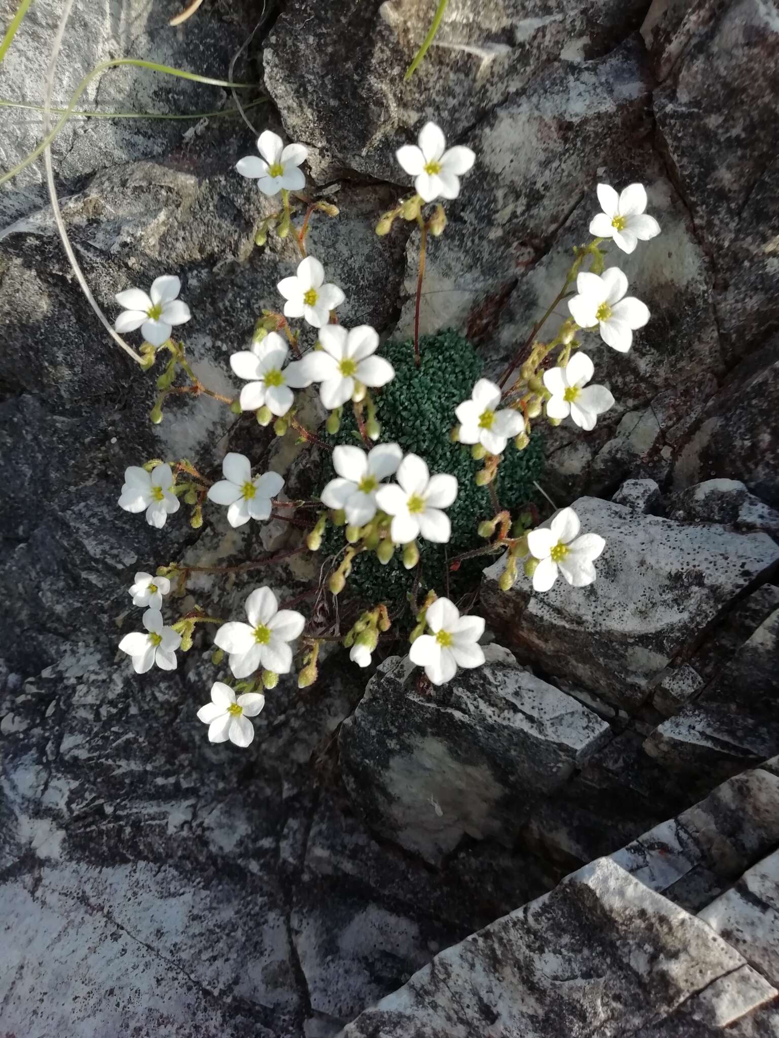 Sivun Saxifraga caesia L. kuva