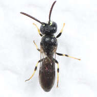 Image of Hylaeus mesillae (Cockerell 1896)