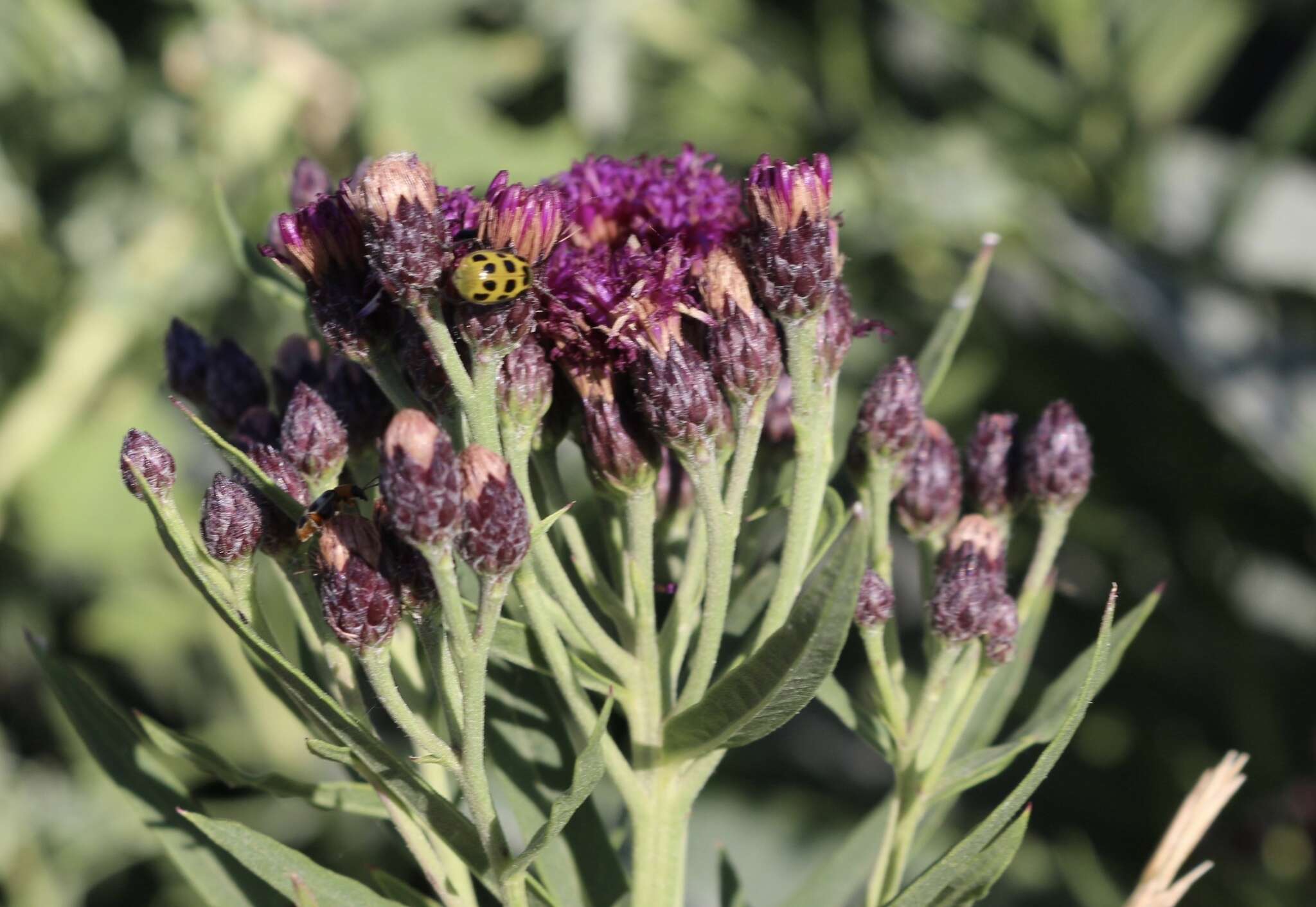 Imagem de Vernonia marginata (Torr.) Rafin.