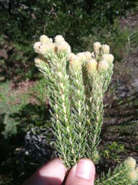 Phylica strigosa Berg. resmi