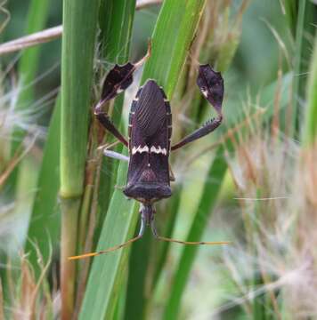 Imagem de Leptoglossus zonatus (Dallas 1852)