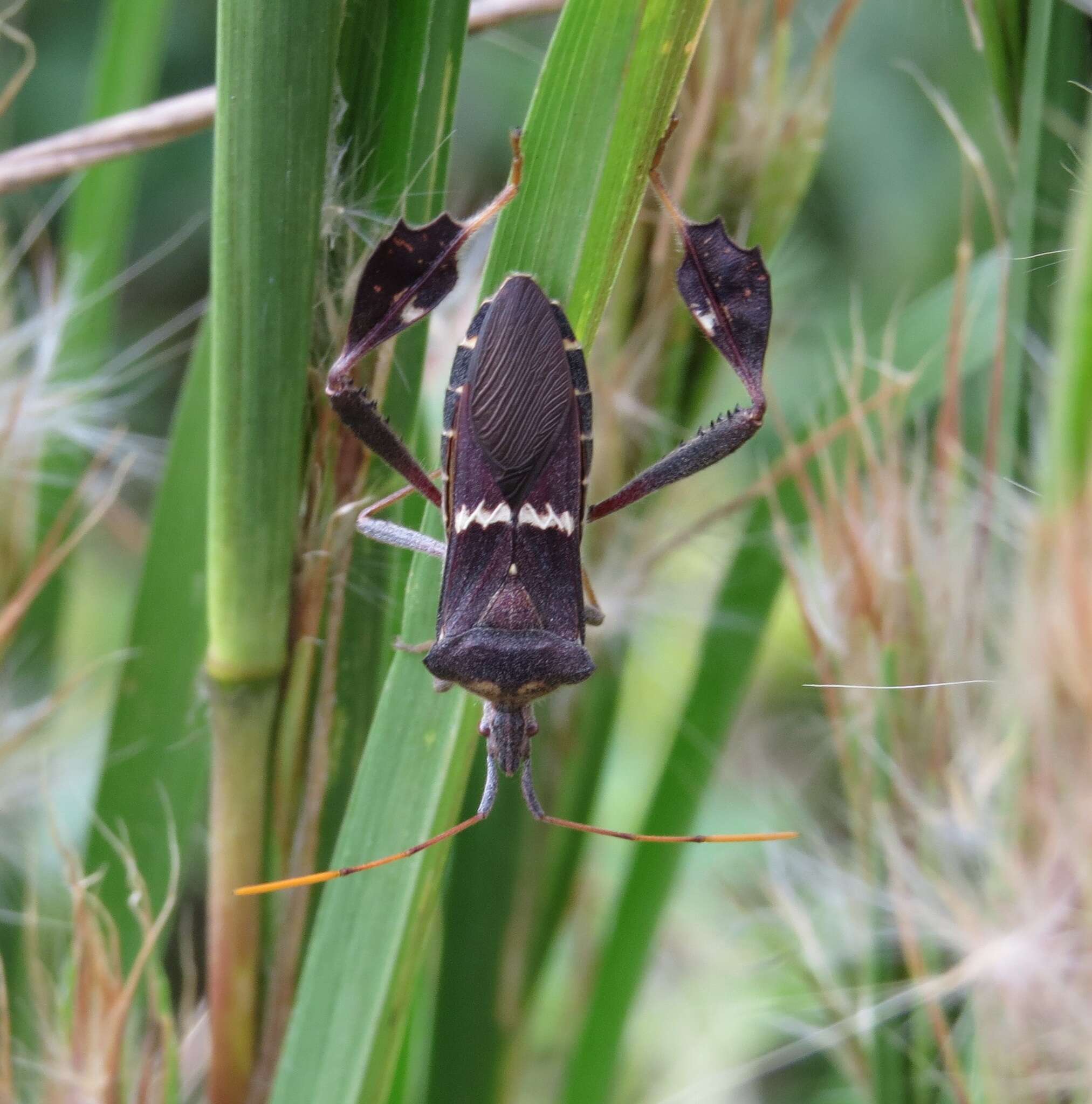 Leptoglossus zonatus (Dallas 1852) resmi