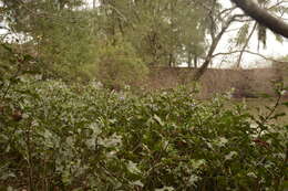 Image of Holy Mangrove