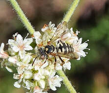 Image of Epeolus compactus Cresson 1878