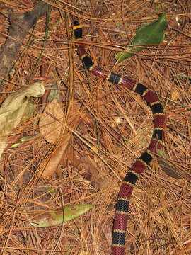 Image of Black-banded Coral Snake