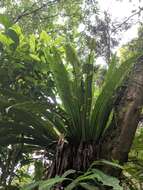 Image of Asplenium antiquum Mak.