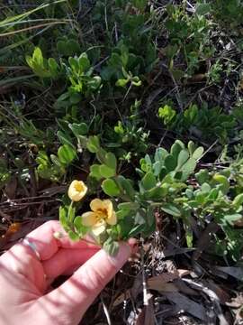 Image de Roepera maritima (Eckl. & Zeyh.) Beier & Thulin