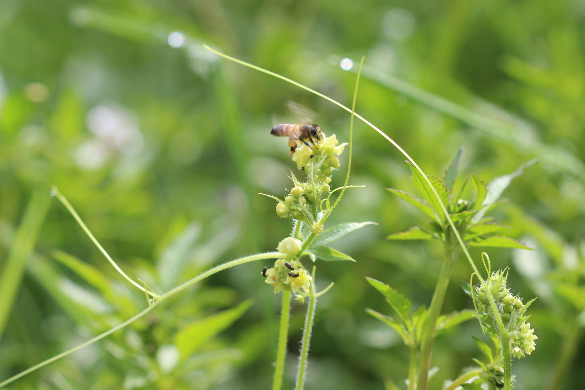 Image of Sicyos microphyllos Kunth