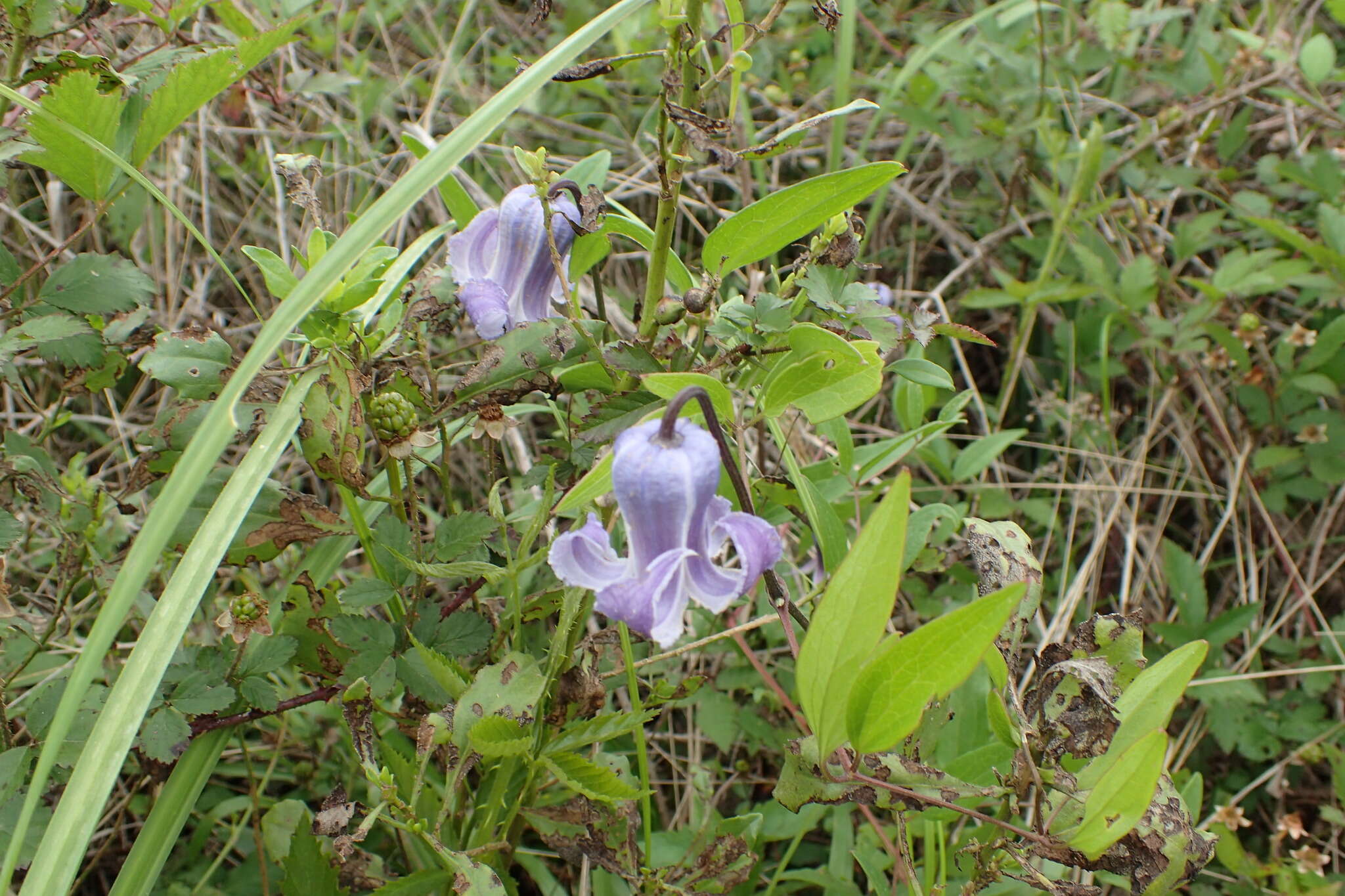 Image of swamp leather flower