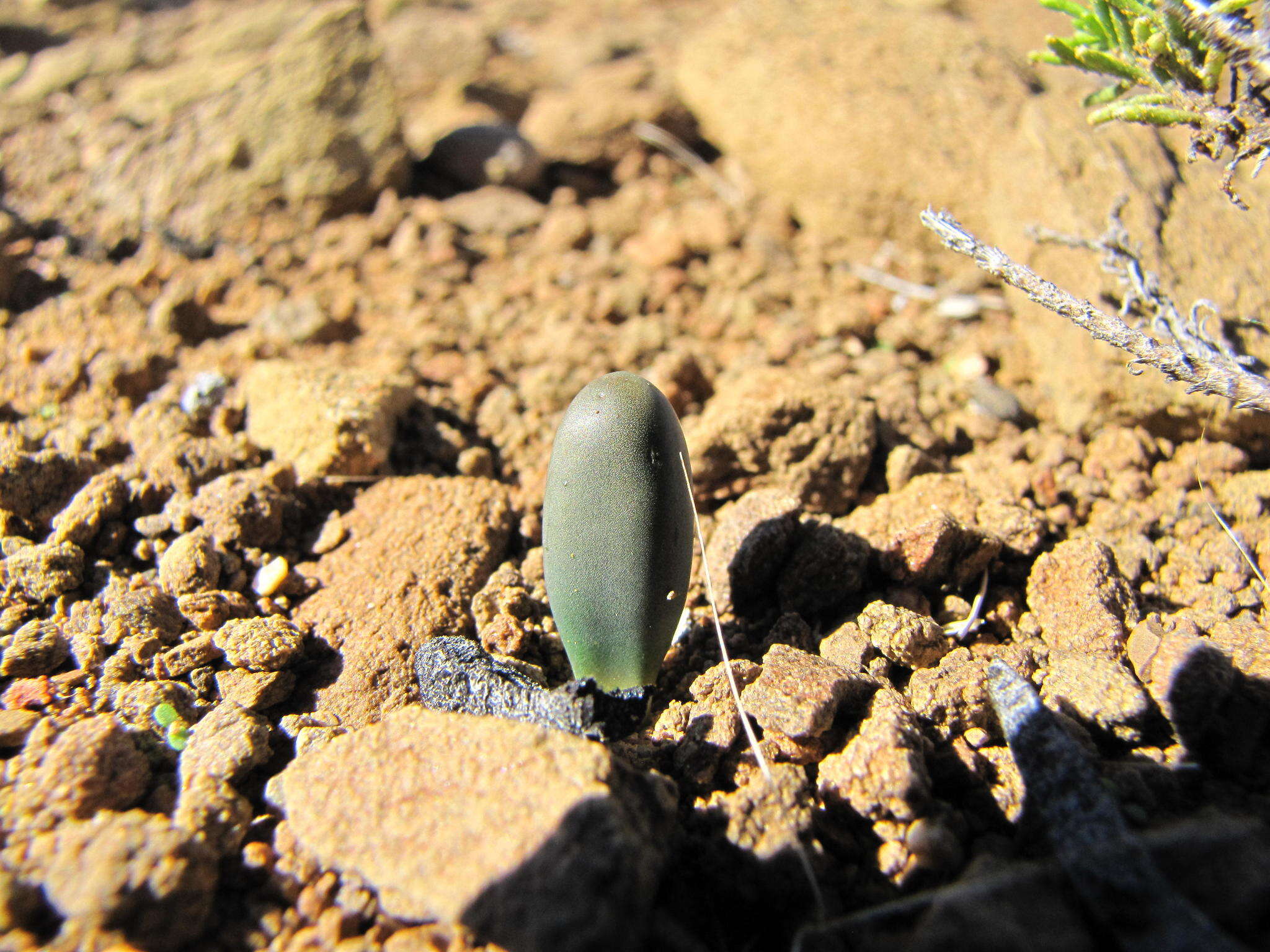 Image of Drimia vermiformis J. C. Manning & Goldblatt