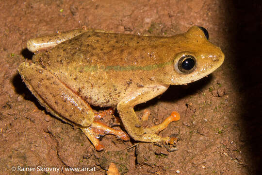 Image of Balfour's Reed Frog