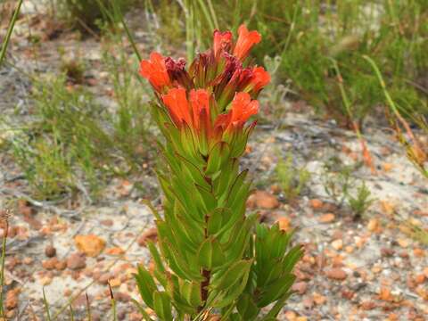 Image of Lobostemon sanguineus Schltr.