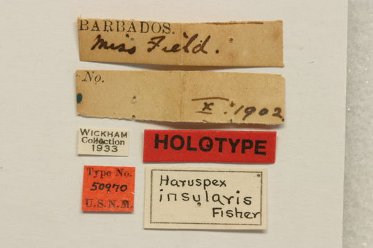 Image of <i>Haruspex inscriptus</i> Gahan 1895