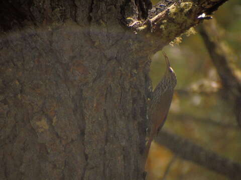 Image of White-striped Woodcreeper