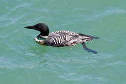 Image of loons