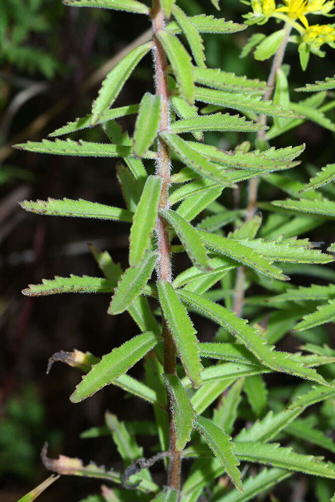 Image of <i>Sedum selskianum</i> Regel & Maak