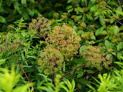 صورة Angelica atropurpurea L.