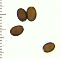 Coprinellus impatiens (Fr.) J. E. Lange 1938 resmi